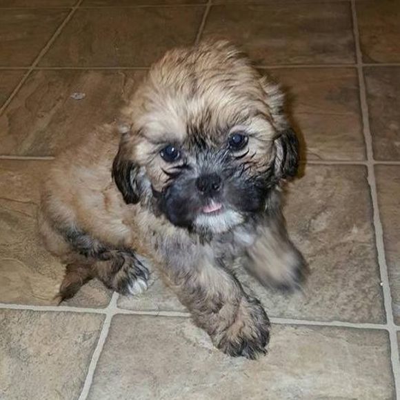 Meet your Posher, Lucas - Picture 1 of 1